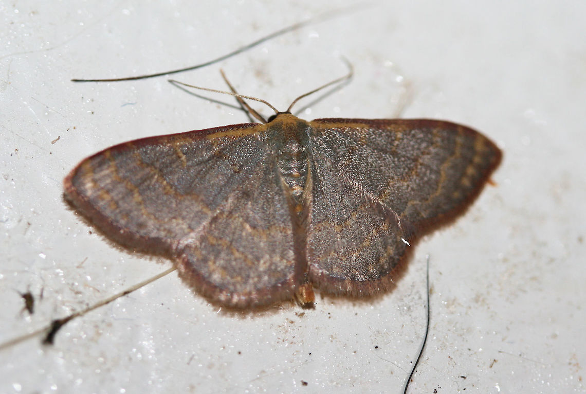 Pannaria Wave Moth (Leptostales pannaria) At porch lights near an overgrown backyard habitat. Geotagged,Leptostales pannaria,Summer,United States