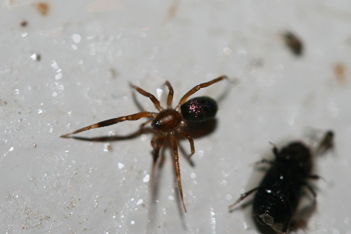 Unknown Spider Yet another spider I don&#039;t recognize! It had a beautiful metallic purple abdomen! At porch lights near an overgrown backyard habitat. Geotagged,Summer,United States