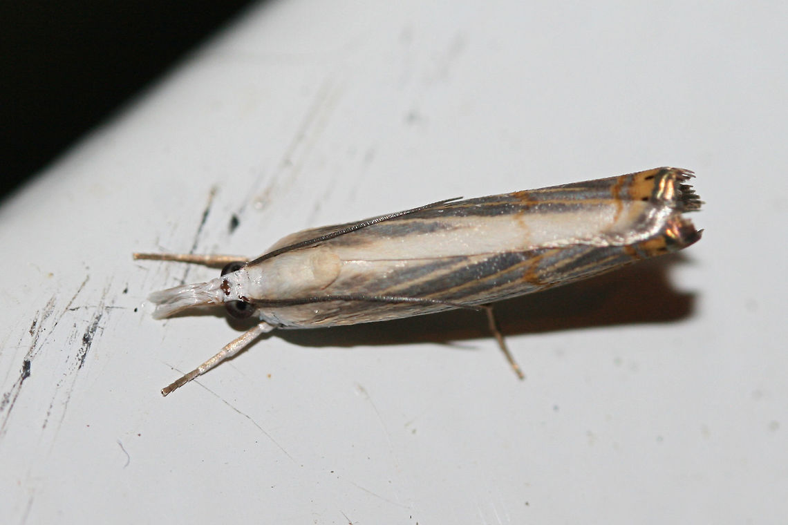 Graceful Grass Veneer (Parapediasia decorellus) At porch lights near an overgrown back yard habitat.<br />
 Geotagged,Parapediasia decorellus,Summer,United States