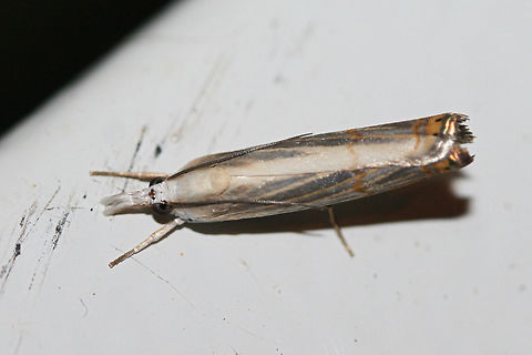 Graceful Grass Veneer (Parapediasia decorellus) At porch lights near an overgrown back yard habitat.
 Geotagged,Parapediasia decorellus,Summer,United States
