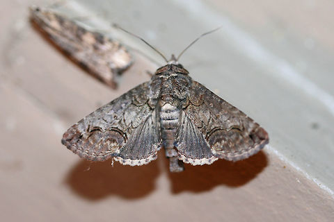 Large Paectes Moth (Paectes abrostoloides) At porch lights near an overgrown back yard habitat. Geotagged,Large Paectes Moth,Paectes abrostoloides,Summer,United States