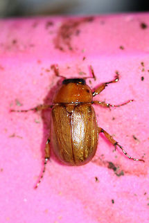 The Northern Masked Chafer (Cyclocephala borealis) Attracted to a UV light setup near an overgrown back yard habitat. Cyclocephala borealis,Geotagged,Northern masked chafer,Summer,United States