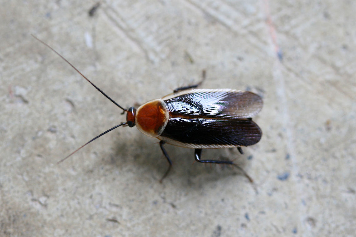 Pale-Bordered Field Cockroach (Pseudomops septentrionalis) I'm not a huge fan of cockroaches, but I've always thought that this species was beautiful!<br />
<br />
Flew onto my porch from an overgrown back yard habitat.<br />
<section class="video"><iframe width="448" height="282" src="https://www.youtube-nocookie.com/embed/nFdxdTN2XPo?hd=1&autoplay=0&rel=0" frameborder="0" allowfullscreen></iframe></section> Geotagged,Pseudomops septentrionalis,Summer,United States