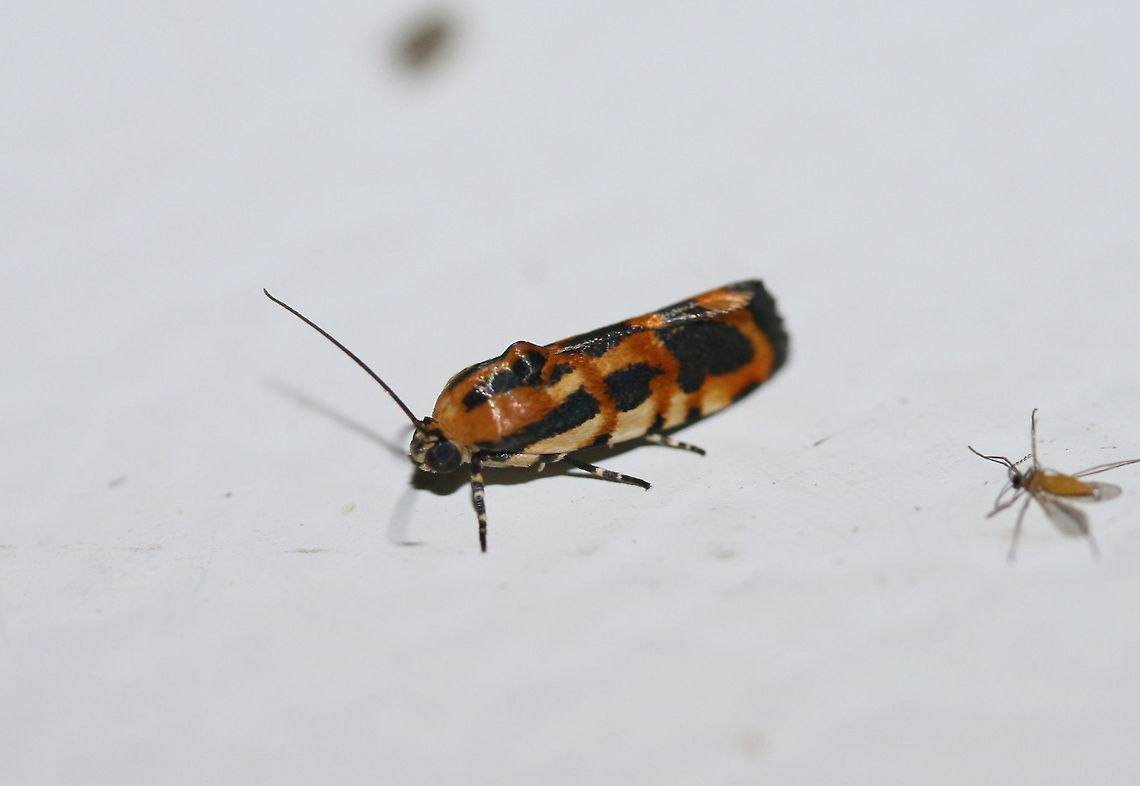 Common Spragueia Moth (Spragueia leo) At porch lights near an overgrown backyard habitat.<br />
 Common Spragueia,Geotagged,Spragueia leo,Summer,United States