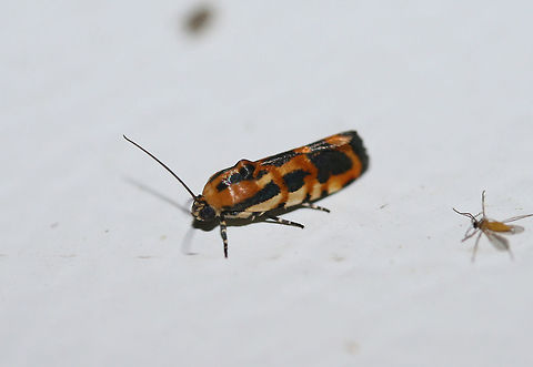 Common Spragueia Moth (Spragueia leo) At porch lights near an overgrown backyard habitat.
 Common Spragueia,Geotagged,Spragueia leo,Summer,United States