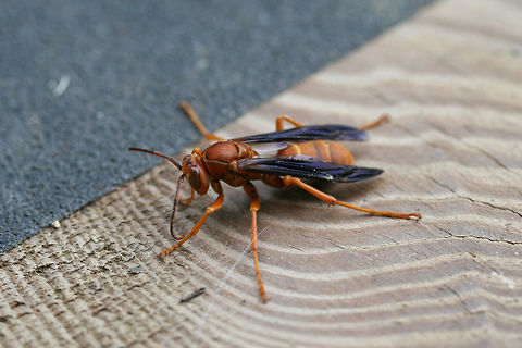 Red Paper Wasp (Polistes carolina or rubiginosus) I'm pretty sure these can only be separated by microscopy, so I will leave this at P. carolina. Feel free to delete the ID if this is not acceptable!

An individual in its death throes (not sure the reason) on my front porch near an overgrown backyard habitat.
https://www.jungledragon.com/image/65562/red_paper_wasp_polistes_carolina_or_rubiginosus.html
https://www.jungledragon.com/image/65563/red_paper_wasp_polistes_carolina_or_rubiginosus.html Geotagged,Polistes carolina,Red paper wasp,Summer,United States