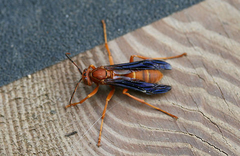 Red Paper Wasp (Polistes carolina or rubiginosus) I'm pretty sure these can only be separated by microscopy, so I will leave this at P. carolina. Feel free to delete the ID if this is not acceptable!

An individual in its death throes (not sure the reason) on my front porch near an overgrown backyard habitat.
https://www.jungledragon.com/image/65561/red_paper_wasp_polistes_carolina_or_rubiginosus.html
https://www.jungledragon.com/image/65563/red_paper_wasp_polistes_carolina_or_rubiginosus.html Geotagged,Polistes carolina,Red paper wasp,Summer,United States