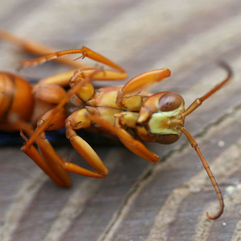Red Paper Wasp (Polistes carolina or rubiginosus) I'm pretty sure these can only be separated by microscopy, so I will leave this at P. carolina. Feel free to delete the ID if this is not acceptable!

An individual in its death throes (not sure the reason) on my front porch near an overgrown backyard habitat.
https://www.jungledragon.com/image/65562/red_paper_wasp_polistes_carolina_or_rubiginosus.html
https://www.jungledragon.com/image/65561/red_paper_wasp_polistes_carolina_or_rubiginosus.html Geotagged,Polistes carolina,Red paper wasp,Summer,United States