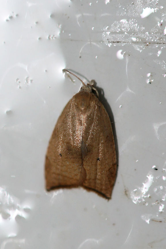 Batman Moth (Coelostathma discopunctana) At porch lights near an overgrown backyard habitat.<br />
<br />
The common name on this one is pretty silly in my opinion! This name came about as the dark markings on the forewings sometimes resemble a Batman logo! Coelostathma discopunctana,Geotagged,Summer,United States