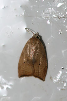 Batman Moth (Coelostathma discopunctana) At porch lights near an overgrown backyard habitat.

The common name on this one is pretty silly in my opinion! This name came about as the dark markings on the forewings sometimes resemble a Batman logo! Coelostathma discopunctana,Geotagged,Summer,United States