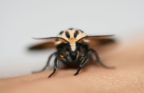 Tiger Moth (Apantesis sp.) At porch lights near an overgrown back yard habitat.

According to BugGuide:
"There is no 100% consistent diagnostic characteristic in wing maculation or spots/no spots on the patagia (the "collar"), to reliably distinguish nais/carlotta/phalerata/vittata. The only full-proof method is dissection and examination of genitalia (the exception is in male phalerata, in which the valve is easily distinguished by its longer, up-curved apex. So one could brush the scales away from the last sternite and see it without dissection."
https://www.jungledragon.com/image/65600/tiger_moth_apantesis_sp.html
https://www.jungledragon.com/image/65599/tiger_moth_apantesis_sp.html Geotagged,Summer,United States