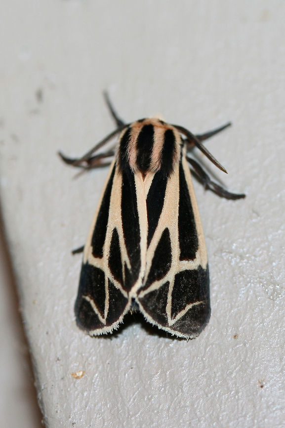 Tiger Moth (Apantesis sp.) At porch lights near an overgrown back yard habitat.<br />
<br />
According to BugGuide:<br />
&quot;There is no 100% consistent diagnostic characteristic in wing maculation or spots/no spots on the patagia (the &quot;collar&quot;), to reliably distinguish nais/carlotta/phalerata/vittata. The only full-proof method is dissection and examination of genitalia (the exception is in male phalerata, in which the valve is easily distinguished by its longer, up-curved apex. So one could brush the scales away from the last sternite and see it without dissection.&quot;<br />
<figure class="photo"><a href="https://www.jungledragon.com/image/65600/tiger_moth_apantesis_sp.html" title="Tiger Moth (Apantesis sp.)"><img src="https://s3.amazonaws.com/media.jungledragon.com/images/3231/65600_thumb.jpg?AWSAccessKeyId=05GMT0V3GWVNE7GGM1R2&Expires=1759968010&Signature=eUSU73ARQiV9%2FcKImgF3YIQqmrc%3D" width="200" height="200" alt="Tiger Moth (Apantesis sp.) At porch lights near an overgrown back yard habitat.<br />
<br />
According to BugGuide:<br />
&quot;There is no 100% consistent diagnostic characteristic in wing maculation or spots/no spots on the patagia (the &quot;collar&quot;), to reliably distinguish nais/carlotta/phalerata/vittata. The only full-proof method is dissection and examination of genitalia (the exception is in male phalerata, in which the valve is easily distinguished by its longer, up-curved apex. So one could brush the scales away from the last sternite and see it without dissection.&quot;<br />
https://www.jungledragon.com/image/65598/tiger_moth_apantesis_sp.html<br />
https://www.jungledragon.com/image/65599/tiger_moth_apantesis_sp.html Geotagged,Summer,United States" /></a></figure><br />
<figure class="photo"><a href="https://www.jungledragon.com/image/65598/tiger_moth_apantesis_sp.html" title="Tiger Moth (Apantesis sp.)"><img src="https://s3.amazonaws.com/media.jungledragon.com/images/3231/65598_thumb.jpg?AWSAccessKeyId=05GMT0V3GWVNE7GGM1R2&Expires=1759968010&Signature=hlBfq2TGoOd1QNVGcw7TV%2Fpj2CM%3D" width="200" height="130" alt="Tiger Moth (Apantesis sp.) At porch lights near an overgrown back yard habitat.<br />
<br />
According to BugGuide:<br />
&quot;There is no 100% consistent diagnostic characteristic in wing maculation or spots/no spots on the patagia (the &quot;collar&quot;), to reliably distinguish nais/carlotta/phalerata/vittata. The only full-proof method is dissection and examination of genitalia (the exception is in male phalerata, in which the valve is easily distinguished by its longer, up-curved apex. So one could brush the scales away from the last sternite and see it without dissection.&quot;<br />
https://www.jungledragon.com/image/65600/tiger_moth_apantesis_sp.html<br />
https://www.jungledragon.com/image/65599/tiger_moth_apantesis_sp.html Geotagged,Summer,United States" /></a></figure> Geotagged,Summer,United States