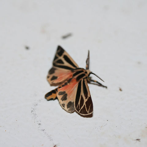 Tiger Moth (Apantesis sp.) At porch lights near an overgrown back yard habitat.

According to BugGuide:
"There is no 100% consistent diagnostic characteristic in wing maculation or spots/no spots on the patagia (the "collar"), to reliably distinguish nais/carlotta/phalerata/vittata. The only full-proof method is dissection and examination of genitalia (the exception is in male phalerata, in which the valve is easily distinguished by its longer, up-curved apex. So one could brush the scales away from the last sternite and see it without dissection."
https://www.jungledragon.com/image/65598/tiger_moth_apantesis_sp.html
https://www.jungledragon.com/image/65599/tiger_moth_apantesis_sp.html Geotagged,Summer,United States