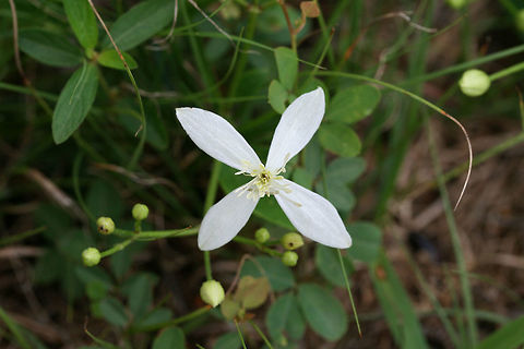Autumn Virginsbower (Clematis terniflora) INVASIVE/INTRODUCED.
Growing on a roadside near a ditch in Floyd County, GA.
https://www.jungledragon.com/image/65602/autumn_virginsbower_clematis_terniflora.html Clematis terniflora,Geotagged,Summer,Sweet Autumn Virginsbower,United States