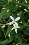 Autumn Virginsbower (Clematis terniflora) INVASIVE/INTRODUCED.<br />
Growing on a roadside near a ditch in Floyd County, GA.<br />
https://www.jungledragon.com/image/65601/autumn_virginsbower_clematis_terniflora.html<br />
 Clematis terniflora,Geotagged,Summer,Sweet Autumn Virginsbower,United States