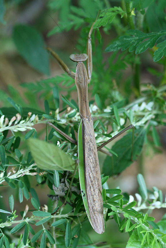 Chinese Mantis (Tenodera sinensis) INTRODUCED. Large (over 11 cm) mantis resting in wildflowers and shrubs on a roadside at the edge of a dense mixed hardwood/coniferous forest. Chinese mantis,Geotagged,Summer,Tenodera sinensis,United States