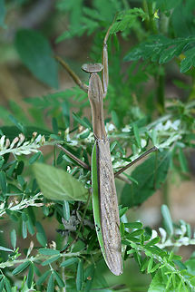 Chinese Mantis (Tenodera sinensis) INTRODUCED. Large (over 11 cm) mantis resting in wildflowers and shrubs on a roadside at the edge of a dense mixed hardwood/coniferous forest. Chinese mantis,Geotagged,Summer,Tenodera sinensis,United States