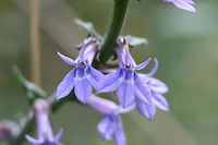 Downy Lobelia (Lobelia puberula) Growing on roadsides at the edge of a dense mixed hardwood/coniferous forest in NW Georgia (Gordon County).<br />
https://www.jungledragon.com/image/65606/downy_lobelia_lobelia_puberula.html<br />
https://www.jungledragon.com/image/65605/downy_lobelia_lobelia_puberula.html Downy lobelia,Geotagged,Lobelia puberula,Summer,United States