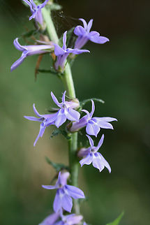 Downy Lobelia (Lobelia puberula) Growing on roadsides at the edge of a dense mixed hardwood/coniferous forest in NW Georgia (Gordon County).
https://www.jungledragon.com/image/65604/downy_lobelia_lobelia_puberula.html
https://www.jungledragon.com/image/65606/downy_lobelia_lobelia_puberula.html Downy lobelia,Geotagged,Lobelia puberula,Summer,United States
