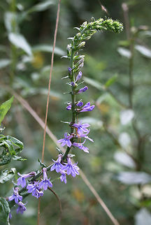 Downy Lobelia (Lobelia puberula) Growing on roadsides at the edge of a dense mixed hardwood/coniferous forest in NW Georgia (Gordon County).

https://www.jungledragon.com/image/65604/downy_lobelia_lobelia_puberula.html
https://www.jungledragon.com/image/65605/downy_lobelia_lobelia_puberula.html Downy lobelia,Geotagged,Lobelia puberula,Summer,United States
