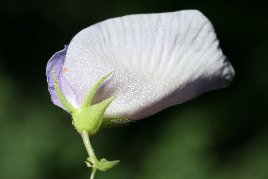 Butterfly Pea (Centrosema virginianum) Growing along a dirt roadside/woodland trail in Floyd County, Georgia.<br />
<figure class="photo"><a href="https://www.jungledragon.com/image/65609/butterfly_pea_centrosema_virginianum.html" title="Butterfly Pea (Centrosema virginianum)"><img src="https://s3.amazonaws.com/media.jungledragon.com/images/3231/65609_thumb.jpg?AWSAccessKeyId=05GMT0V3GWVNE7GGM1R2&Expires=1759968010&Signature=z7%2B0%2FpN4a3F%2F9EfR1h0A7jI95ME%3D" width="200" height="134" alt="Butterfly Pea (Centrosema virginianum) Growing along a dirt roadside/woodland trail in Floyd County, Georgia.<br />
https://www.jungledragon.com/image/65610/butterfly_pea_centrosema_virginianum.html<br />
https://www.jungledragon.com/image/65608/butterfly_pea_centrosema_virginianum.html<br />
 Centrosema virginianum,Geotagged,Summer,United States" /></a></figure><br />
<figure class="photo"><a href="https://www.jungledragon.com/image/65610/butterfly_pea_centrosema_virginianum.html" title="Butterfly Pea (Centrosema virginianum)"><img src="https://s3.amazonaws.com/media.jungledragon.com/images/3231/65610_thumb.jpg?AWSAccessKeyId=05GMT0V3GWVNE7GGM1R2&Expires=1759968010&Signature=krhlP5HRsjfF6NoLvd5g8povZG0%3D" width="200" height="134" alt="Butterfly Pea (Centrosema virginianum) Growing along a dirt roadside/woodland trail in Floyd County, Georgia.<br />
https://www.jungledragon.com/image/65609/butterfly_pea_centrosema_virginianum.html<br />
https://www.jungledragon.com/image/65608/butterfly_pea_centrosema_virginianum.html Centrosema virginianum,Geotagged,Summer,United States" /></a></figure> Centrosema virginianum,Geotagged,Summer,United States