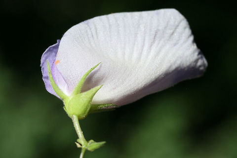 Butterfly Pea (Centrosema virginianum) Growing along a dirt roadside/woodland trail in Floyd County, Georgia.
https://www.jungledragon.com/image/65609/butterfly_pea_centrosema_virginianum.html
https://www.jungledragon.com/image/65610/butterfly_pea_centrosema_virginianum.html Centrosema virginianum,Geotagged,Summer,United States