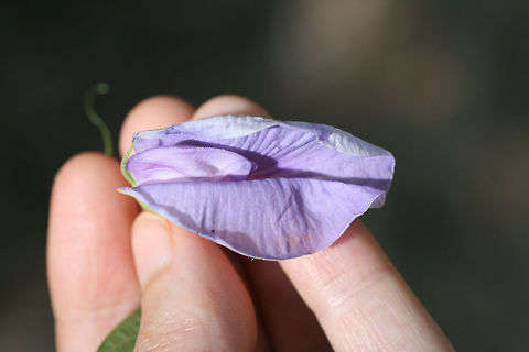 Butterfly Pea (Centrosema virginianum) Growing along a dirt roadside/woodland trail in Floyd County, Georgia.
https://www.jungledragon.com/image/65610/butterfly_pea_centrosema_virginianum.html
https://www.jungledragon.com/image/65608/butterfly_pea_centrosema_virginianum.html
 Centrosema virginianum,Geotagged,Summer,United States