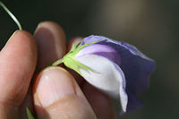 Butterfly Pea (Centrosema virginianum) Growing along a dirt roadside/woodland trail in Floyd County, Georgia.<br />
https://www.jungledragon.com/image/65609/butterfly_pea_centrosema_virginianum.html<br />
https://www.jungledragon.com/image/65608/butterfly_pea_centrosema_virginianum.html Centrosema virginianum,Geotagged,Summer,United States