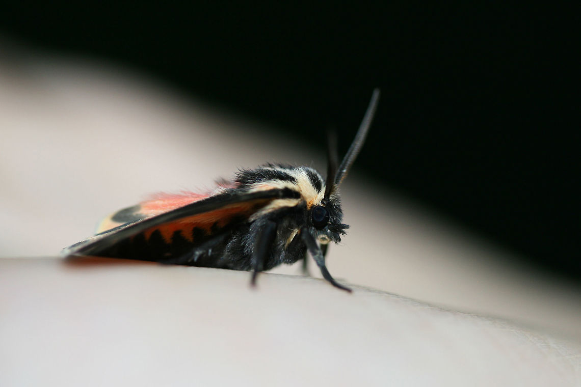 Tiger Moth (Apantesis sp.) At porch lights near an overgrown back yard habitat.<br />
<br />
According to BugGuide:<br />
&quot;There is no 100% consistent diagnostic characteristic in wing maculation or spots/no spots on the patagia (the &quot;collar&quot;), to reliably distinguish nais/carlotta/phalerata/vittata. The only full-proof method is dissection and examination of genitalia (the exception is in male phalerata, in which the valve is easily distinguished by its longer, up-curved apex. So one could brush the scales away from the last sternite and see it without dissection.&quot;<br />
<figure class="photo"><a href="https://www.jungledragon.com/image/65615/tiger_moth_apantesis_sp.html" title="Tiger Moth (Apantesis sp.)"><img src="https://s3.amazonaws.com/media.jungledragon.com/images/3231/65615_thumb.jpg?AWSAccessKeyId=05GMT0V3GWVNE7GGM1R2&Expires=1759968010&Signature=0nOV7isky7W8VID1MQ7HEx9ODfM%3D" width="200" height="134" alt="Tiger Moth (Apantesis sp.) At porch lights near an overgrown back yard habitat.<br />
<br />
According to BugGuide:<br />
&quot;There is no 100% consistent diagnostic characteristic in wing maculation or spots/no spots on the patagia (the &quot;collar&quot;), to reliably distinguish nais/carlotta/phalerata/vittata. The only full-proof method is dissection and examination of genitalia (the exception is in male phalerata, in which the valve is easily distinguished by its longer, up-curved apex. So one could brush the scales away from the last sternite and see it without dissection.&quot;<br />
https://www.jungledragon.com/image/65614/tiger_moth_apantesis_sp.html" /></a></figure> Geotagged,Summer,United States