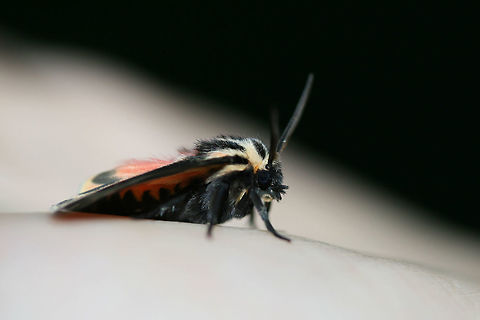 Tiger Moth (Apantesis sp.) At porch lights near an overgrown back yard habitat.

According to BugGuide:
"There is no 100% consistent diagnostic characteristic in wing maculation or spots/no spots on the patagia (the "collar"), to reliably distinguish nais/carlotta/phalerata/vittata. The only full-proof method is dissection and examination of genitalia (the exception is in male phalerata, in which the valve is easily distinguished by its longer, up-curved apex. So one could brush the scales away from the last sternite and see it without dissection."
https://www.jungledragon.com/image/65615/tiger_moth_apantesis_sp.html Geotagged,Summer,United States