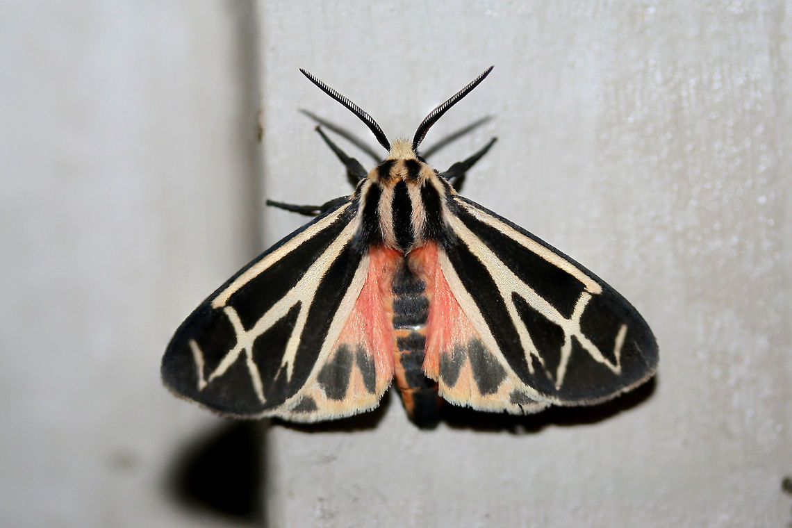 Tiger Moth (Apantesis sp.) At porch lights near an overgrown back yard habitat.<br />
<br />
According to BugGuide:<br />
&quot;There is no 100% consistent diagnostic characteristic in wing maculation or spots/no spots on the patagia (the &quot;collar&quot;), to reliably distinguish nais/carlotta/phalerata/vittata. The only full-proof method is dissection and examination of genitalia (the exception is in male phalerata, in which the valve is easily distinguished by its longer, up-curved apex. So one could brush the scales away from the last sternite and see it without dissection.&quot;<br />
<figure class="photo"><a href="https://www.jungledragon.com/image/65614/tiger_moth_apantesis_sp.html" title="Tiger Moth (Apantesis sp.)"><img src="https://s3.amazonaws.com/media.jungledragon.com/images/3231/65614_thumb.jpg?AWSAccessKeyId=05GMT0V3GWVNE7GGM1R2&Expires=1759968010&Signature=SR46OU%2BYzV6R3OgptBDdnn7qULs%3D" width="200" height="134" alt="Tiger Moth (Apantesis sp.) At porch lights near an overgrown back yard habitat.<br />
<br />
According to BugGuide:<br />
&quot;There is no 100% consistent diagnostic characteristic in wing maculation or spots/no spots on the patagia (the &quot;collar&quot;), to reliably distinguish nais/carlotta/phalerata/vittata. The only full-proof method is dissection and examination of genitalia (the exception is in male phalerata, in which the valve is easily distinguished by its longer, up-curved apex. So one could brush the scales away from the last sternite and see it without dissection.&quot;<br />
https://www.jungledragon.com/image/65615/tiger_moth_apantesis_sp.html Geotagged,Summer,United States" /></a></figure>