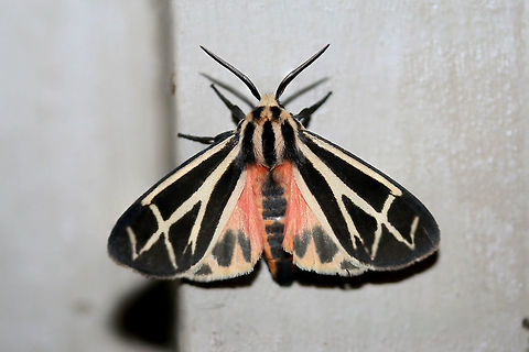 Tiger Moth (Apantesis sp.) At porch lights near an overgrown back yard habitat.

According to BugGuide:
"There is no 100% consistent diagnostic characteristic in wing maculation or spots/no spots on the patagia (the "collar"), to reliably distinguish nais/carlotta/phalerata/vittata. The only full-proof method is dissection and examination of genitalia (the exception is in male phalerata, in which the valve is easily distinguished by its longer, up-curved apex. So one could brush the scales away from the last sternite and see it without dissection."
https://www.jungledragon.com/image/65614/tiger_moth_apantesis_sp.html