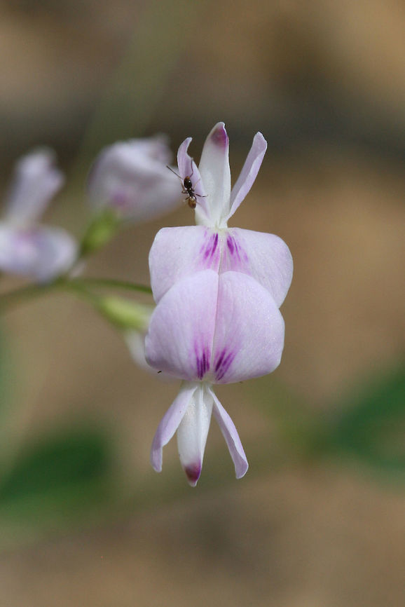 Creeping Lespedeza (Lespedeza repens) NATIVE. On dirt roadsides near a dense mixed hardwood/coniferous forest in NW Georgia (Gordon County), US. August 25, 2018.<br />
<br />
Appressed/strigose pubescence on stems. Stipules 4-5 mm in length. No axillary leaves on stems (unless I&#039;m interpreting that incorrectly).<br />
<figure class="photo"><a href="https://www.jungledragon.com/image/65623/creeping_lespedeza_lespedeza_repens.html" title="Creeping Lespedeza (Lespedeza repens)?"><img src="https://s3.amazonaws.com/media.jungledragon.com/images/3231/65623_thumb.jpg?AWSAccessKeyId=05GMT0V3GWVNE7GGM1R2&Expires=1767225610&Signature=BOfO3YvbTnZkQ1VG4soXoMtYyu0%3D" width="200" height="134" alt="Creeping Lespedeza (Lespedeza repens)? TENTATIVE ID. <br />
<br />
On dirt roadsides near a dense mixed hardwood/coniferous forest in NW Georgia (Gordon County), US. August 25, 2018.<br />
<br />
Appressed/strigose pubescence on stems. Stipules 4-5 mm in length. No axillary leaves on stems (unless I&#039;m interpreting that incorrectly).<br />
https://www.jungledragon.com/image/65620/creeping_lespedeza_lespedeza_repens.html<br />
https://www.jungledragon.com/image/65622/creeping_lespedeza_lespedeza_repens.html<br />
https://www.jungledragon.com/image/65621/creeping_lespedeza_lespedeza_repens.html Geotagged,Lespedeza repens,Summer,United States" /></a></figure><br />
<figure class="photo"><a href="https://www.jungledragon.com/image/65622/creeping_lespedeza_lespedeza_repens.html" title="Creeping Lespedeza (Lespedeza repens)?"><img src="https://s3.amazonaws.com/media.jungledragon.com/images/3231/65622_thumb.jpg?AWSAccessKeyId=05GMT0V3GWVNE7GGM1R2&Expires=1767225610&Signature=jrCeWJhpaKPkLvih1R%2Bq%2Fpg2Egg%3D" width="200" height="148" alt="Creeping Lespedeza (Lespedeza repens)? TENTATIVE ID. <br />
<br />
On dirt roadsides near a dense mixed hardwood/coniferous forest in NW Georgia (Gordon County), US. August 25, 2018.<br />
<br />
Appressed/strigose pubescence on stems. Stipules 4-5 mm in length. No axillary leaves on stems (unless I&#039;m interpreting that incorrectly).<br />
https://www.jungledragon.com/image/65623/creeping_lespedeza_lespedeza_repens.html<br />
https://www.jungledragon.com/image/65620/creeping_lespedeza_lespedeza_repens.html<br />
https://www.jungledragon.com/image/65621/creeping_lespedeza_lespedeza_repens.html Geotagged,Lespedeza repens,Summer,United States" /></a></figure><br />
<figure class="photo"><a href="https://www.jungledragon.com/image/65621/creeping_lespedeza_lespedeza_repens.html" title="Creeping Lespedeza (Lespedeza repens)?"><img src="https://s3.amazonaws.com/media.jungledragon.com/images/3231/65621_thumb.jpg?AWSAccessKeyId=05GMT0V3GWVNE7GGM1R2&Expires=1767225610&Signature=8Q63oeQvcQ%2B0C5vURegLH2HjvkM%3D" width="106" height="152" alt="Creeping Lespedeza (Lespedeza repens)? TENTATIVE ID. <br />
<br />
On dirt roadsides near a dense mixed hardwood/coniferous forest in NW Georgia (Gordon County), US. August 25, 2018.<br />
<br />
Appressed/strigose pubescence on stems. Stipules 4-5 mm in length. No axillary leaves on stems (unless I&#039;m interpreting that incorrectly).<br />
https://www.jungledragon.com/image/65623/creeping_lespedeza_lespedeza_repens.html<br />
https://www.jungledragon.com/image/65622/creeping_lespedeza_lespedeza_repens.html<br />
https://www.jungledragon.com/image/65620/creeping_lespedeza_lespedeza_repens.html Geotagged,Lespedeza repens,Summer,United States" /></a></figure> Geotagged,Lespedeza repens,Summer,United States