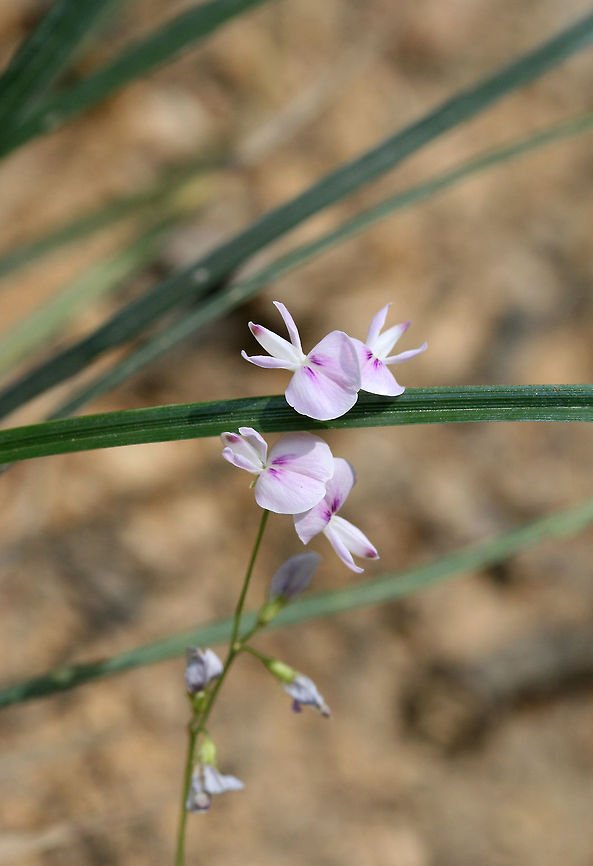 Creeping Lespedeza (Lespedeza repens)? TENTATIVE ID. <br />
<br />
On dirt roadsides near a dense mixed hardwood/coniferous forest in NW Georgia (Gordon County), US. August 25, 2018.<br />
<br />
Appressed/strigose pubescence on stems. Stipules 4-5 mm in length. No axillary leaves on stems (unless I&#039;m interpreting that incorrectly).<br />
<figure class="photo"><a href="https://www.jungledragon.com/image/65623/creeping_lespedeza_lespedeza_repens.html" title="Creeping Lespedeza (Lespedeza repens)?"><img src="https://s3.amazonaws.com/media.jungledragon.com/images/3231/65623_thumb.jpg?AWSAccessKeyId=05GMT0V3GWVNE7GGM1R2&Expires=1759968010&Signature=udO12eBpi%2FjklM5L1fFGixPmxsw%3D" width="200" height="134" alt="Creeping Lespedeza (Lespedeza repens)? TENTATIVE ID. <br />
<br />
On dirt roadsides near a dense mixed hardwood/coniferous forest in NW Georgia (Gordon County), US. August 25, 2018.<br />
<br />
Appressed/strigose pubescence on stems. Stipules 4-5 mm in length. No axillary leaves on stems (unless I&#039;m interpreting that incorrectly).<br />
https://www.jungledragon.com/image/65620/creeping_lespedeza_lespedeza_repens.html<br />
https://www.jungledragon.com/image/65622/creeping_lespedeza_lespedeza_repens.html<br />
https://www.jungledragon.com/image/65621/creeping_lespedeza_lespedeza_repens.html Geotagged,Lespedeza repens,Summer,United States" /></a></figure><br />
<figure class="photo"><a href="https://www.jungledragon.com/image/65622/creeping_lespedeza_lespedeza_repens.html" title="Creeping Lespedeza (Lespedeza repens)?"><img src="https://s3.amazonaws.com/media.jungledragon.com/images/3231/65622_thumb.jpg?AWSAccessKeyId=05GMT0V3GWVNE7GGM1R2&Expires=1759968010&Signature=0jlbSCXs2%2F46m0vgJOmR0sJM1vs%3D" width="200" height="148" alt="Creeping Lespedeza (Lespedeza repens)? TENTATIVE ID. <br />
<br />
On dirt roadsides near a dense mixed hardwood/coniferous forest in NW Georgia (Gordon County), US. August 25, 2018.<br />
<br />
Appressed/strigose pubescence on stems. Stipules 4-5 mm in length. No axillary leaves on stems (unless I&#039;m interpreting that incorrectly).<br />
https://www.jungledragon.com/image/65623/creeping_lespedeza_lespedeza_repens.html<br />
https://www.jungledragon.com/image/65620/creeping_lespedeza_lespedeza_repens.html<br />
https://www.jungledragon.com/image/65621/creeping_lespedeza_lespedeza_repens.html Geotagged,Lespedeza repens,Summer,United States" /></a></figure><br />
<figure class="photo"><a href="https://www.jungledragon.com/image/65620/creeping_lespedeza_lespedeza_repens.html" title="Creeping Lespedeza (Lespedeza repens)"><img src="https://s3.amazonaws.com/media.jungledragon.com/images/3231/65620_thumb.jpg?AWSAccessKeyId=05GMT0V3GWVNE7GGM1R2&Expires=1759968010&Signature=ESm8hQaLj53jBodDLzyvvCIajfE%3D" width="102" height="152" alt="Creeping Lespedeza (Lespedeza repens) NATIVE. On dirt roadsides near a dense mixed hardwood/coniferous forest in NW Georgia (Gordon County), US. August 25, 2018.<br />
<br />
Appressed/strigose pubescence on stems. Stipules 4-5 mm in length. No axillary leaves on stems (unless I&#039;m interpreting that incorrectly).<br />
https://www.jungledragon.com/image/65623/creeping_lespedeza_lespedeza_repens.html<br />
https://www.jungledragon.com/image/65622/creeping_lespedeza_lespedeza_repens.html<br />
https://www.jungledragon.com/image/65621/creeping_lespedeza_lespedeza_repens.html Geotagged,Lespedeza repens,Summer,United States" /></a></figure> Geotagged,Lespedeza repens,Summer,United States