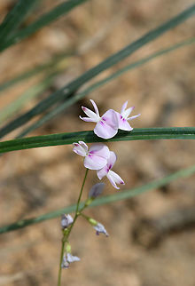 Creeping Lespedeza (Lespedeza repens)? TENTATIVE ID. 

On dirt roadsides near a dense mixed hardwood/coniferous forest in NW Georgia (Gordon County), US. August 25, 2018.

Appressed/strigose pubescence on stems. Stipules 4-5 mm in length. No axillary leaves on stems (unless I'm interpreting that incorrectly).
https://www.jungledragon.com/image/65623/creeping_lespedeza_lespedeza_repens.html
https://www.jungledragon.com/image/65622/creeping_lespedeza_lespedeza_repens.html
https://www.jungledragon.com/image/65620/creeping_lespedeza_lespedeza_repens.html Geotagged,Lespedeza repens,Summer,United States