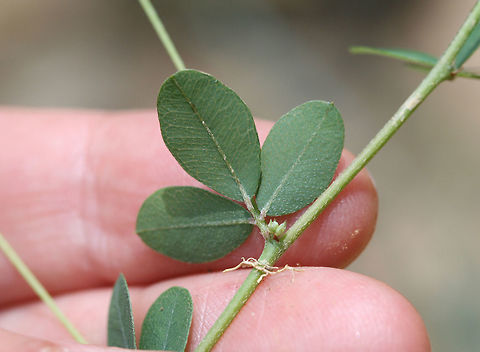 Creeping Lespedeza (Lespedeza repens)? TENTATIVE ID. 

On dirt roadsides near a dense mixed hardwood/coniferous forest in NW Georgia (Gordon County), US. August 25, 2018.

Appressed/strigose pubescence on stems. Stipules 4-5 mm in length. No axillary leaves on stems (unless I'm interpreting that incorrectly).
https://www.jungledragon.com/image/65623/creeping_lespedeza_lespedeza_repens.html
https://www.jungledragon.com/image/65620/creeping_lespedeza_lespedeza_repens.html
https://www.jungledragon.com/image/65621/creeping_lespedeza_lespedeza_repens.html Geotagged,Lespedeza repens,Summer,United States