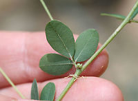 Creeping Lespedeza (Lespedeza repens)? TENTATIVE ID. <br />
<br />
On dirt roadsides near a dense mixed hardwood/coniferous forest in NW Georgia (Gordon County), US. August 25, 2018.<br />
<br />
Appressed/strigose pubescence on stems. Stipules 4-5 mm in length. No axillary leaves on stems (unless I'm interpreting that incorrectly).<br />
https://www.jungledragon.com/image/65623/creeping_lespedeza_lespedeza_repens.html<br />
https://www.jungledragon.com/image/65620/creeping_lespedeza_lespedeza_repens.html<br />
https://www.jungledragon.com/image/65621/creeping_lespedeza_lespedeza_repens.html Geotagged,Lespedeza repens,Summer,United States