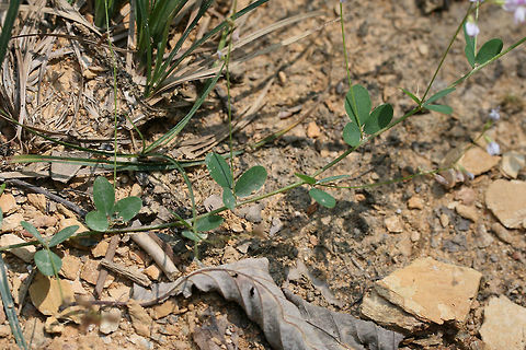 Creeping Lespedeza (Lespedeza repens)? TENTATIVE ID. 

On dirt roadsides near a dense mixed hardwood/coniferous forest in NW Georgia (Gordon County), US. August 25, 2018.

Appressed/strigose pubescence on stems. Stipules 4-5 mm in length. No axillary leaves on stems (unless I'm interpreting that incorrectly).
https://www.jungledragon.com/image/65620/creeping_lespedeza_lespedeza_repens.html
https://www.jungledragon.com/image/65622/creeping_lespedeza_lespedeza_repens.html
https://www.jungledragon.com/image/65621/creeping_lespedeza_lespedeza_repens.html Geotagged,Lespedeza repens,Summer,United States