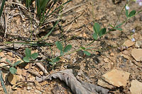 Creeping Lespedeza (Lespedeza repens)? TENTATIVE ID. <br />
<br />
On dirt roadsides near a dense mixed hardwood/coniferous forest in NW Georgia (Gordon County), US. August 25, 2018.<br />
<br />
Appressed/strigose pubescence on stems. Stipules 4-5 mm in length. No axillary leaves on stems (unless I'm interpreting that incorrectly).<br />
https://www.jungledragon.com/image/65620/creeping_lespedeza_lespedeza_repens.html<br />
https://www.jungledragon.com/image/65622/creeping_lespedeza_lespedeza_repens.html<br />
https://www.jungledragon.com/image/65621/creeping_lespedeza_lespedeza_repens.html Geotagged,Lespedeza repens,Summer,United States