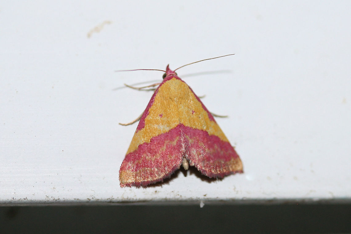 Pink-bordered Yellow (Phytometra rhodarialis) <br />
At porch lights near an overgrown back yard habitat.<br />
 Geotagged,Phytometra rhodarialis,Summer,United States