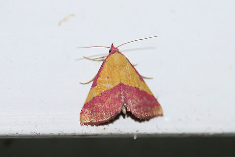 Pink-bordered Yellow (Phytometra rhodarialis)
At porch lights near an overgrown back yard habitat.
Geotagged,Phytometra rhodarialis,Summer,United States