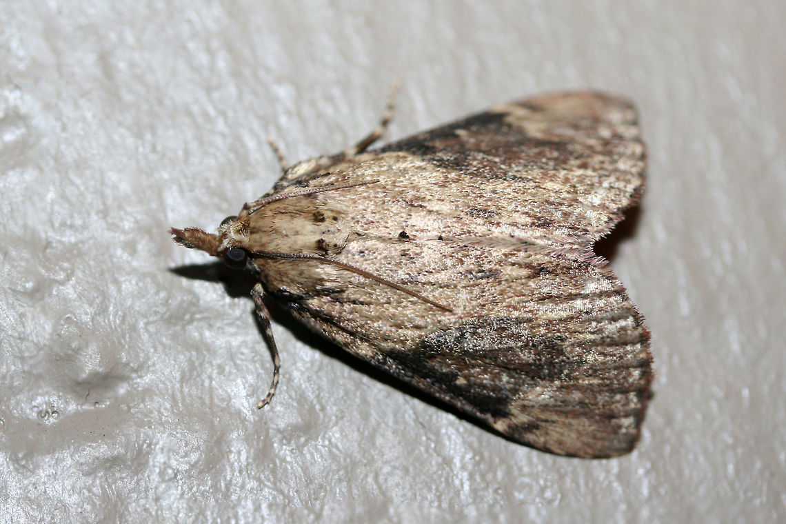 Omphalocera cariosa At porch lights near an overgrown backyard habitat.<br />
<figure class="photo"><a href="https://www.jungledragon.com/image/65649/omphalocera_cariosa_with_microcrambis_elegans.html" title="Omphalocera cariosa (with Microcrambis elegans)"><img src="https://s3.amazonaws.com/media.jungledragon.com/images/3231/65649_thumb.jpg?AWSAccessKeyId=05GMT0V3GWVNE7GGM1R2&Expires=1769040010&Signature=IQEEdbZOplqYycxioTjxoCDSMWY%3D" width="200" height="134" alt="Omphalocera cariosa (with Microcrambis elegans) At porch lights near an overgrown backyard habitat.<br />
https://www.jungledragon.com/image/65648/omphalocera_cariosa.html Geotagged,Omphalocera cariosa,Summer,United States" /></a></figure> Geotagged,Omphalocera cariosa,Summer,United States