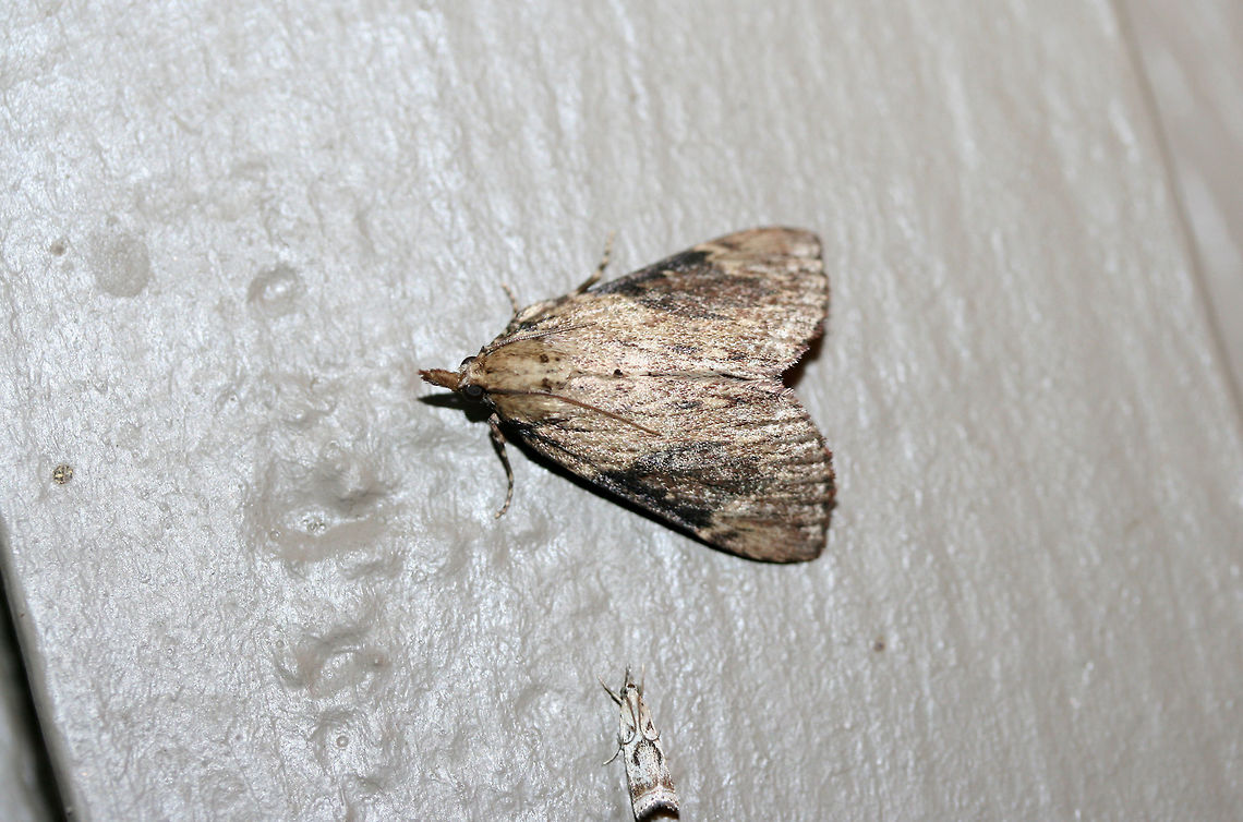 Omphalocera cariosa (with Microcrambis elegans) At porch lights near an overgrown backyard habitat.<br />
<figure class="photo"><a href="https://www.jungledragon.com/image/65648/omphalocera_cariosa.html" title="Omphalocera cariosa"><img src="https://s3.amazonaws.com/media.jungledragon.com/images/3231/65648_thumb.jpg?AWSAccessKeyId=05GMT0V3GWVNE7GGM1R2&Expires=1759968010&Signature=u4cLM4G9grrg38uGmRlbpk0VdRY%3D" width="200" height="134" alt="Omphalocera cariosa At porch lights near an overgrown backyard habitat.<br />
https://www.jungledragon.com/image/65649/omphalocera_cariosa.html Geotagged,Omphalocera cariosa,Summer,United States" /></a></figure> Geotagged,Omphalocera cariosa,Summer,United States