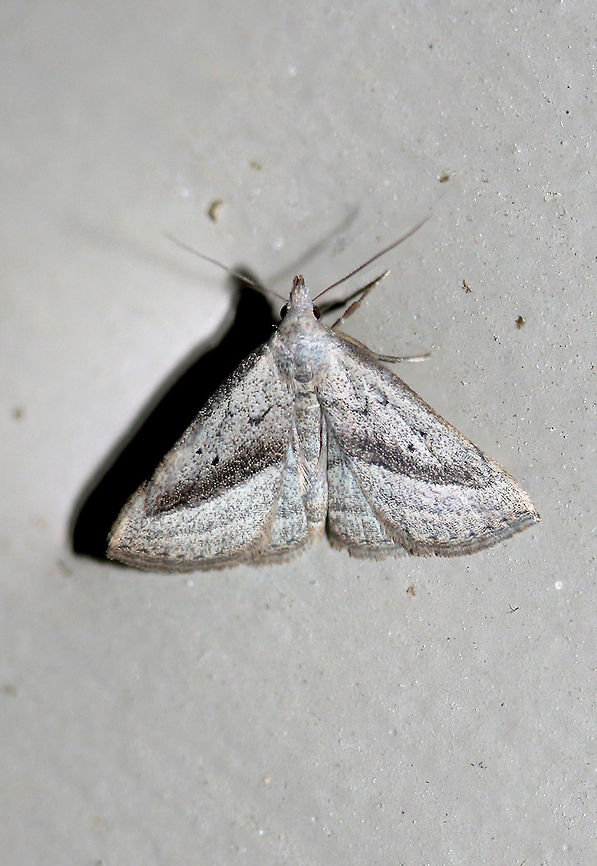Twin-dotted Macrochilo Moth (Macrochilo hypocritalis) At porch lights near an overgrown backyard habitat.<br />
<br />
Differentiated from Macrochilo absorptalis by a subterminal line that stops short of the apex (on the forewing).  Geotagged,Macrochilo hypocritalis,Summer,United States
