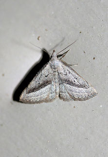 Twin-dotted Macrochilo Moth (Macrochilo hypocritalis) At porch lights near an overgrown backyard habitat.

Differentiated from Macrochilo absorptalis by a subterminal line that stops short of the apex (on the forewing).  Geotagged,Macrochilo hypocritalis,Summer,United States