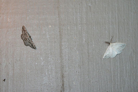 Common Gray (Anavitrinella pampinaria) and Lychnosea intermicata At porch lights near an overgrown backyard habitat in NW Georgia. Geotagged,Summer,United States