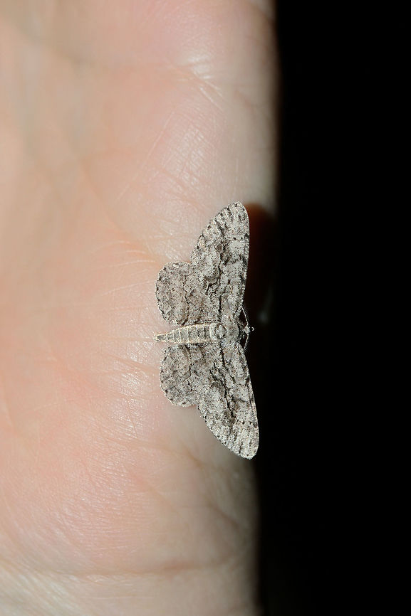 Common Gray (Anavitrinella pampinaria) At porch lights near an overgrown backyard habitat.<br />
 Anavitrinella pampinaria,Common gray,Geotagged,Summer,United States