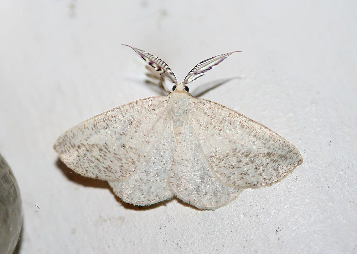 Lychnosea intermicata At porch lights near an overgrown backyard habitat.<br />
 Geotagged,Lychnosea intermicata,Summer,United States,intermicata