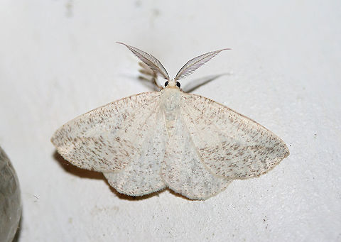 Lychnosea intermicata At porch lights near an overgrown backyard habitat.
 Geotagged,Lychnosea intermicata,Summer,United States,intermicata
