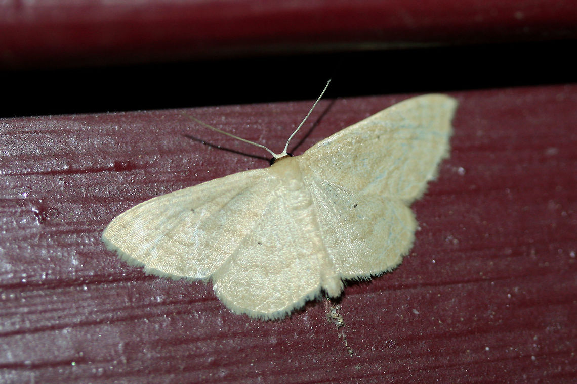 Soft-Lined Wave Moth (Scopula inductata) At porch lights near an overgrown backyard habitat.<br />
 Geotagged,Scopula inductata,Summer,United States